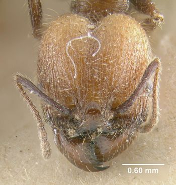 Media type: image;   Entomology 22818 Aspect: head frontal view